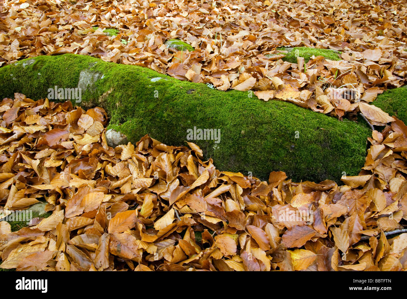 Hojas de otoño en un bosque Picos de Europa comarca de Liébana Cantabria España Foto de stock