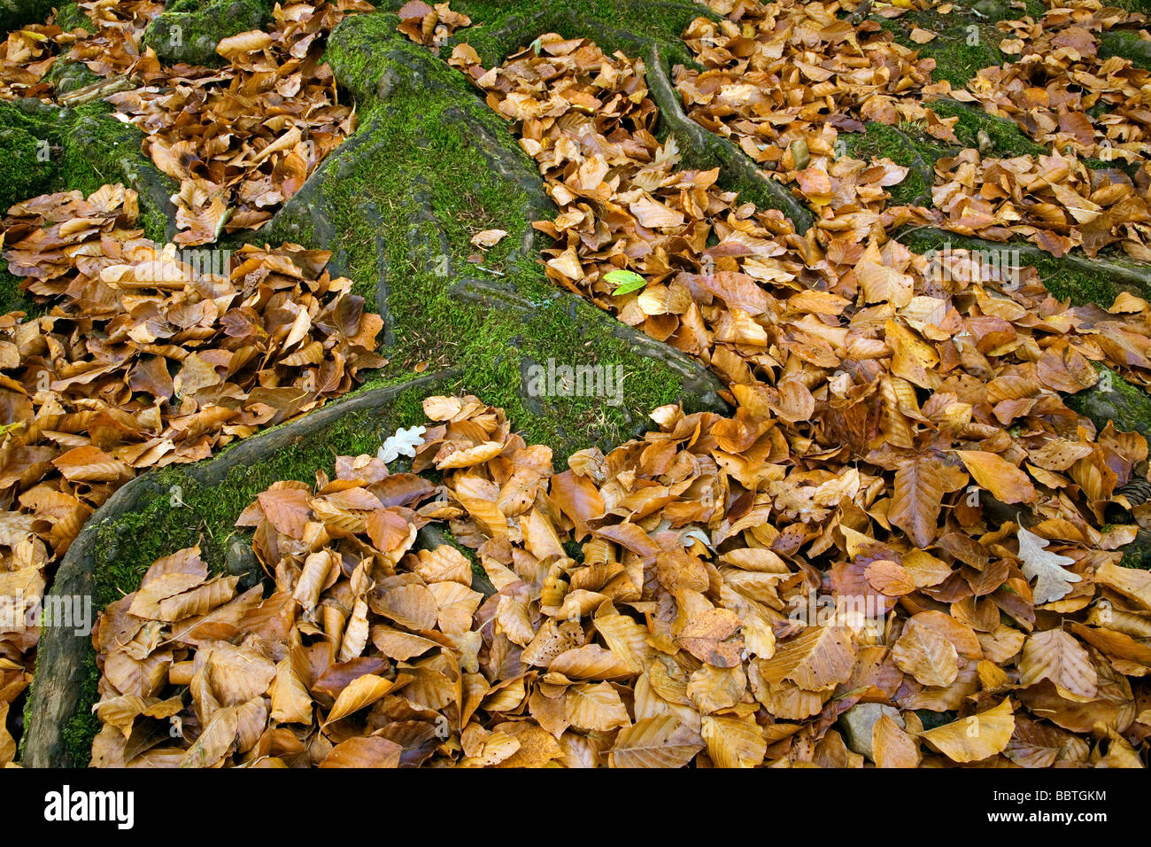 Hojas de otoño en un bosque Picos de Europa comarca de Liébana Cantabria España Foto de stock