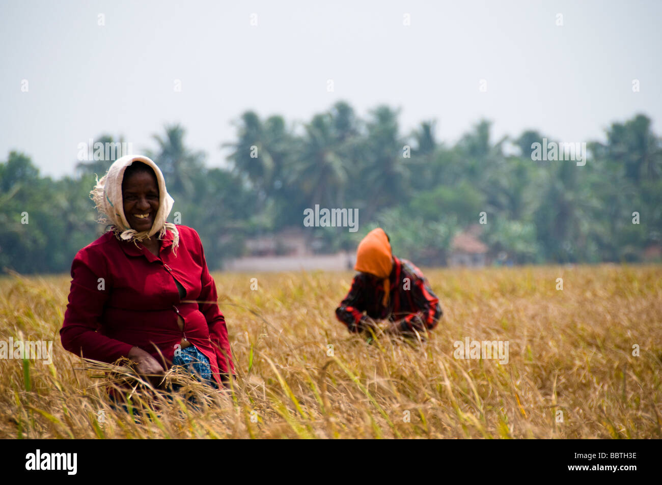 Mujer cosechando arroz en los arrozales, India Foto de stock