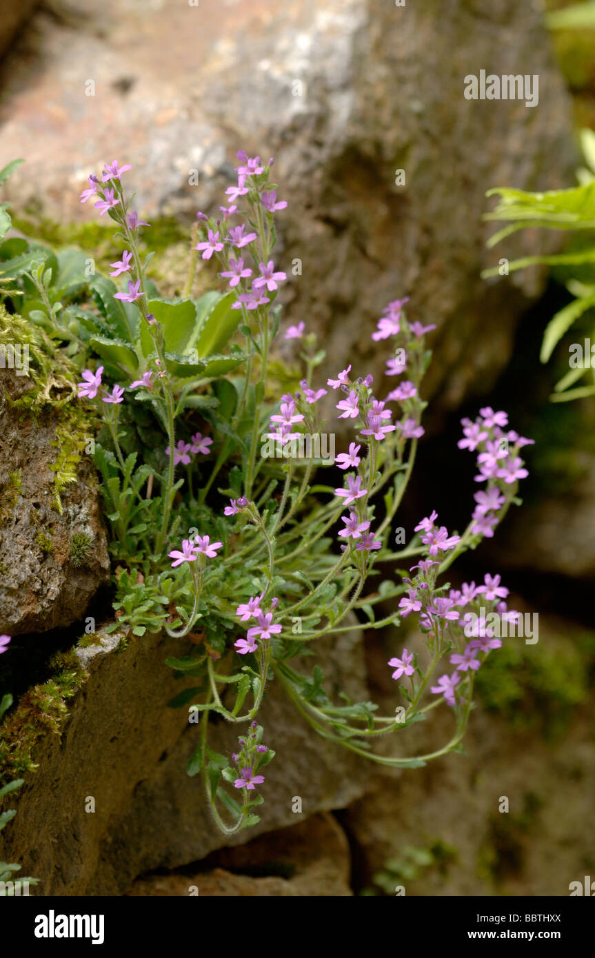 Hada Foxglove Erinus alpinus en pared de roca fotografiados en los Pirineos, Francia Foto de stock