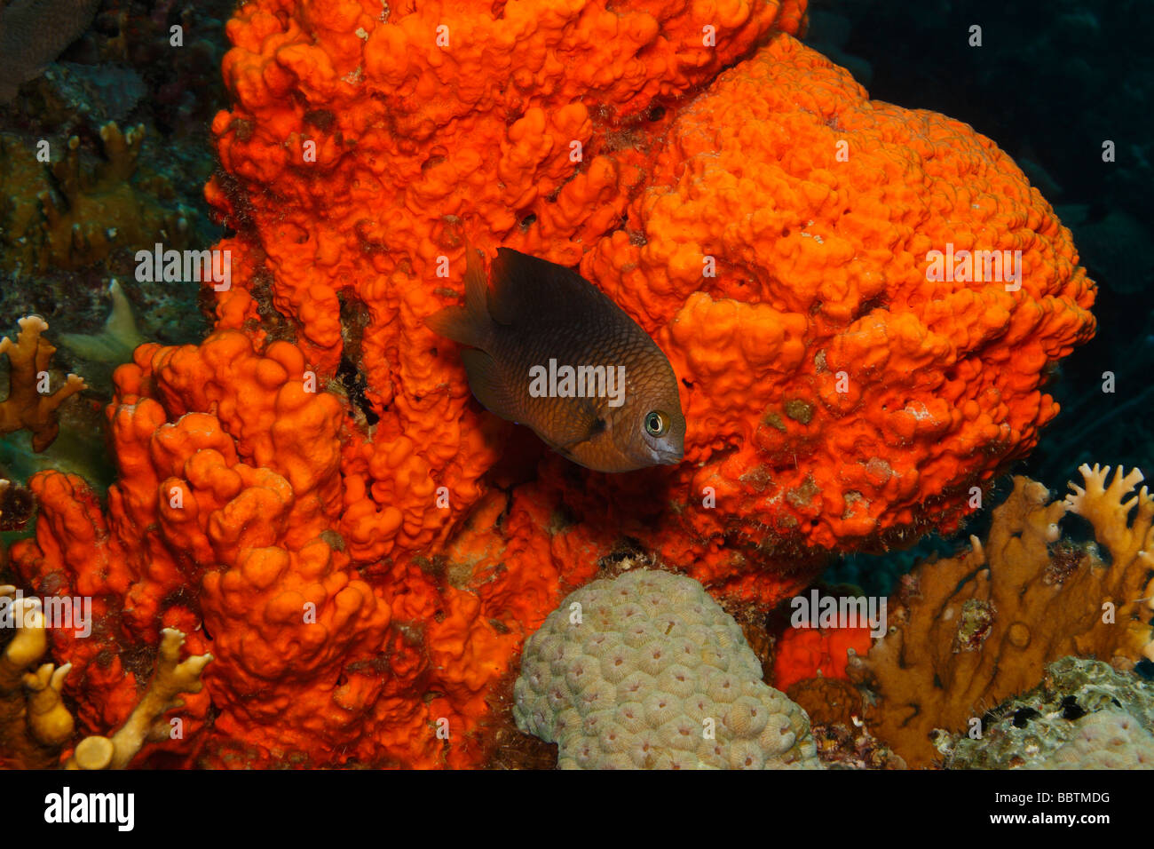 Threespot damisela Stegastes planifrons defender territorio Foto de stock