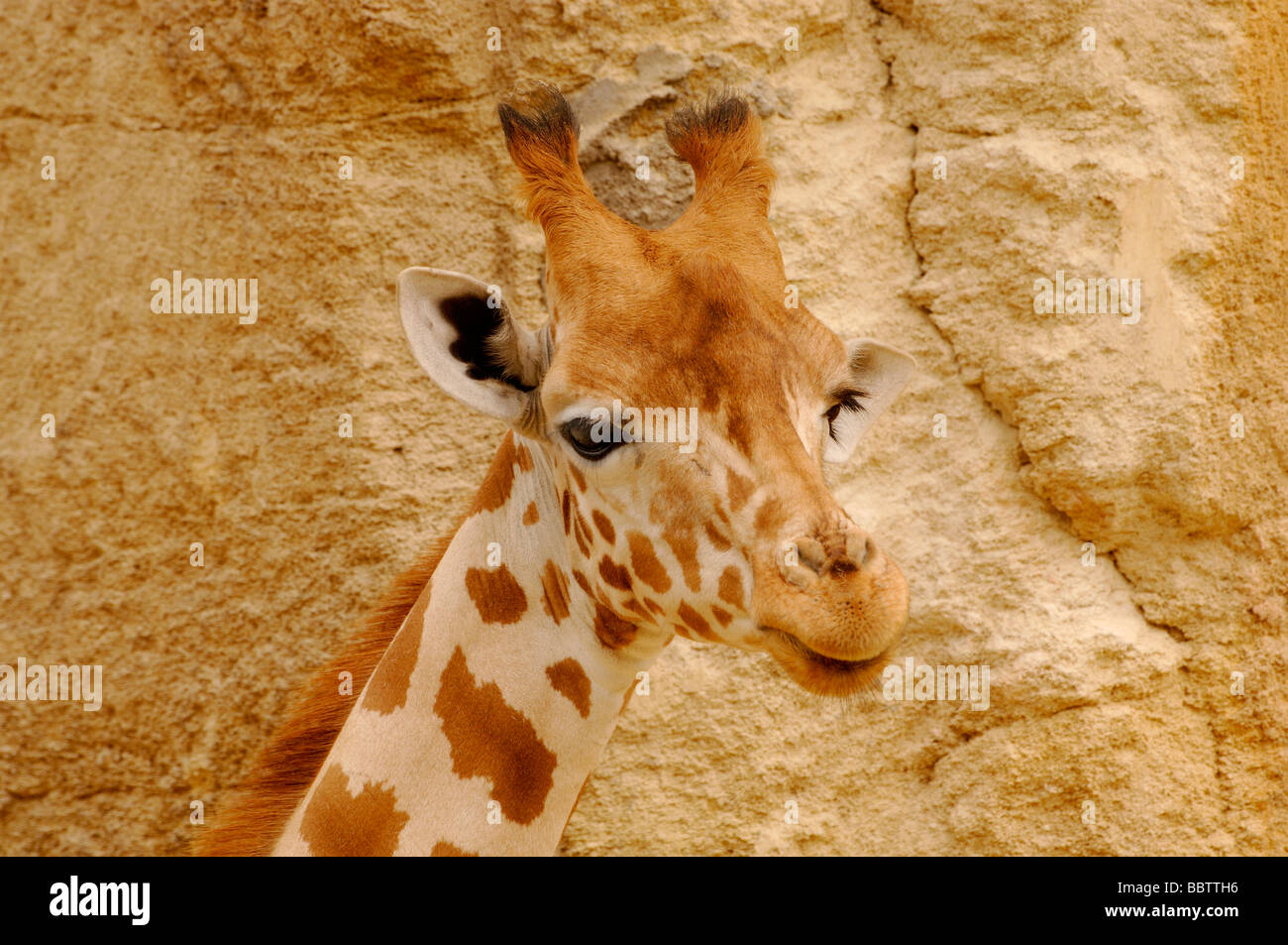 África Occidental nigeriano o jirafa Giraffa camelopardalis Peralta en peligro Foto de stock