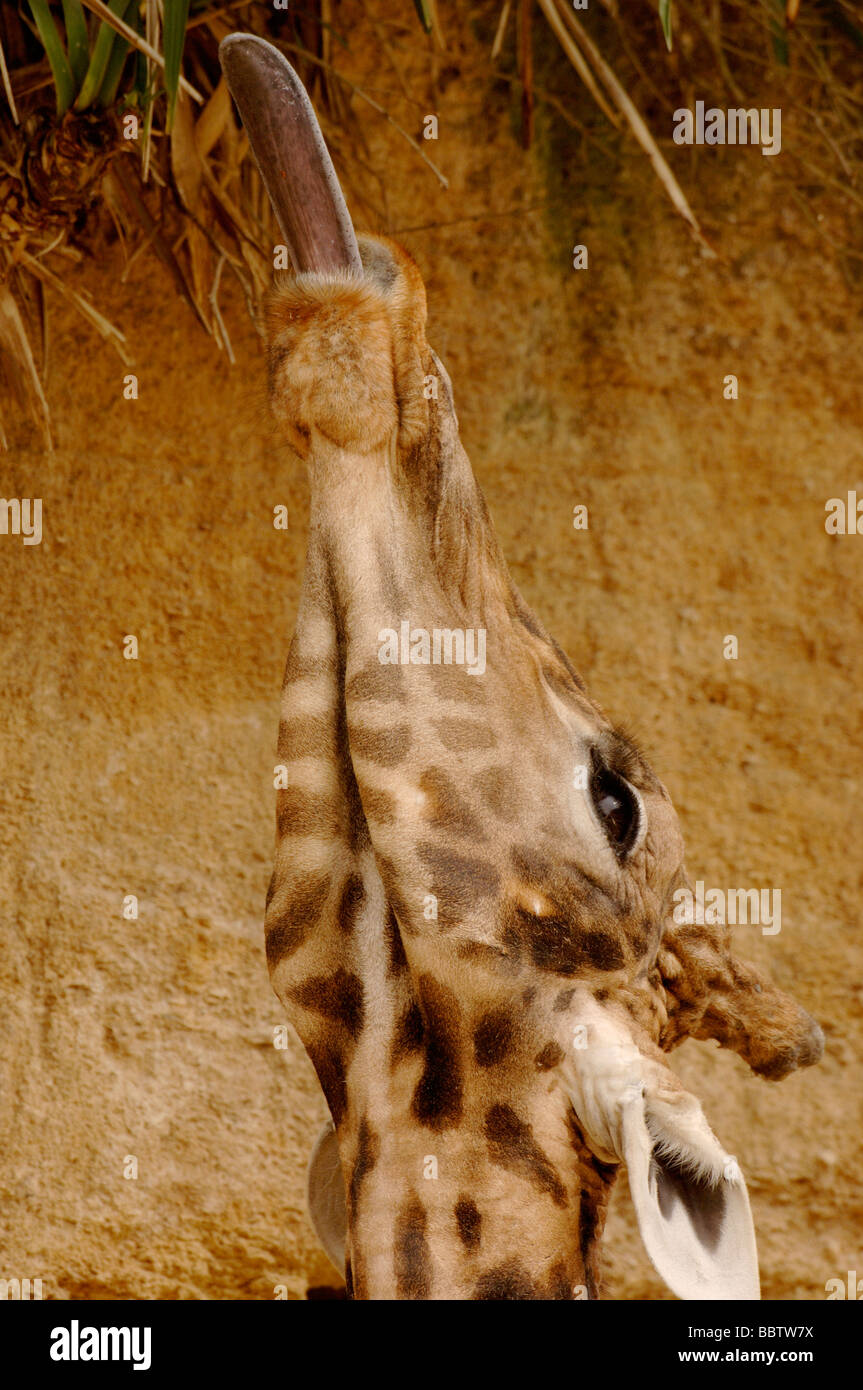 África Occidental nigeriano o jirafa Giraffa camelopardalis Peralta en peligro Foto de stock