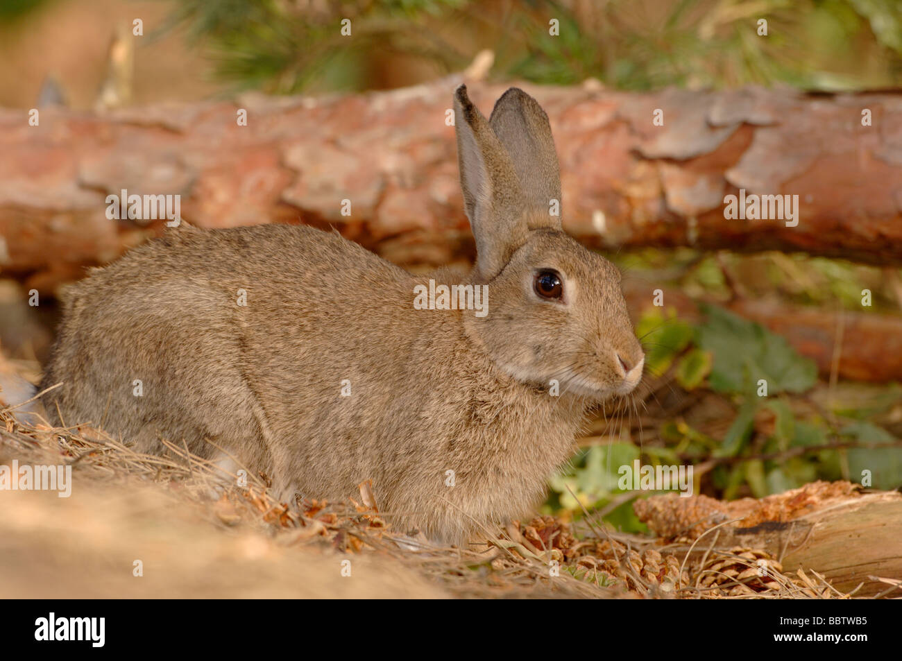 Conejo Oryctolagus cuniculus fotografiado en Inglaterra Foto de stock