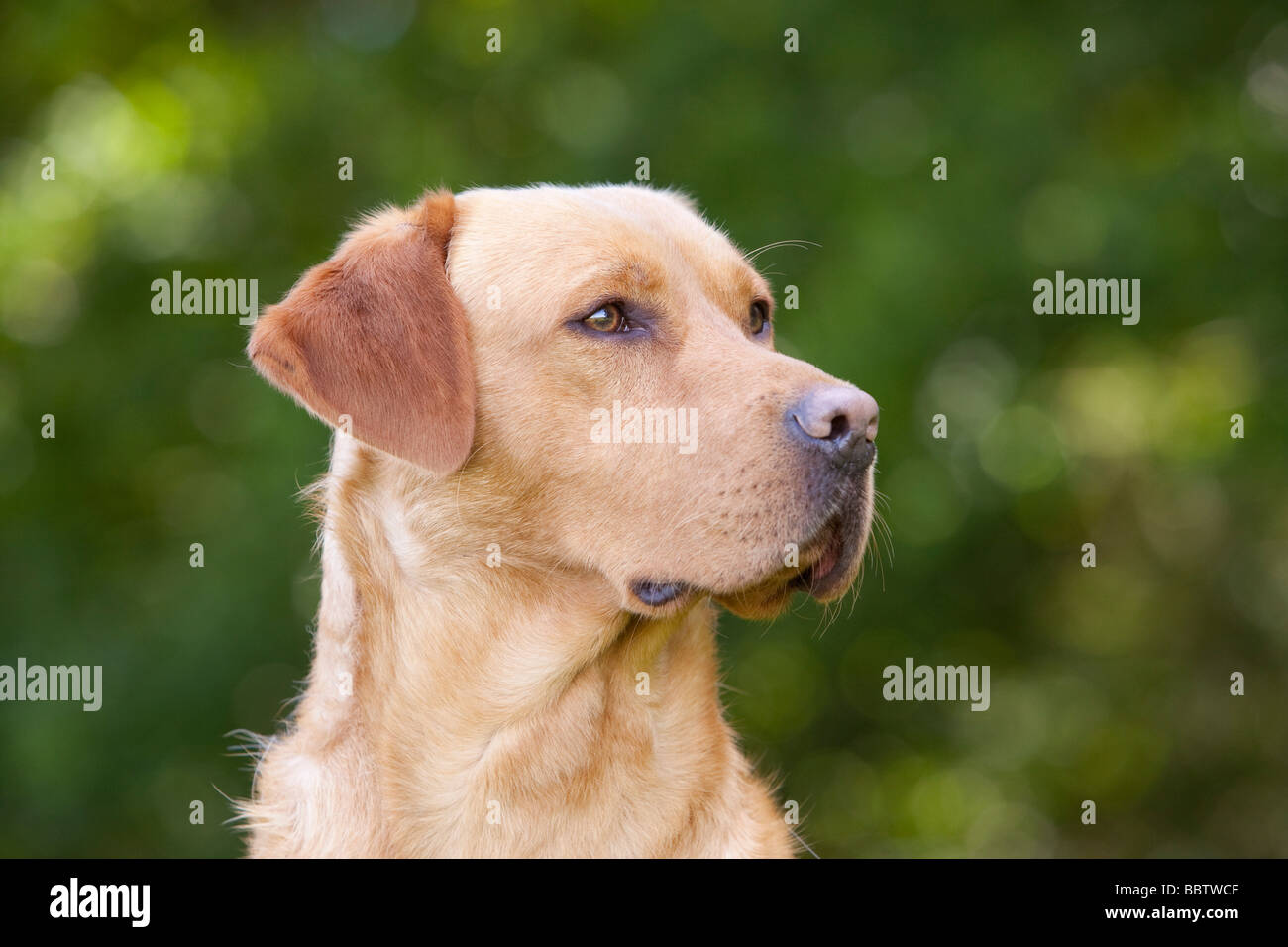 Labrador retriever amarillo perro de trabajo Foto de stock