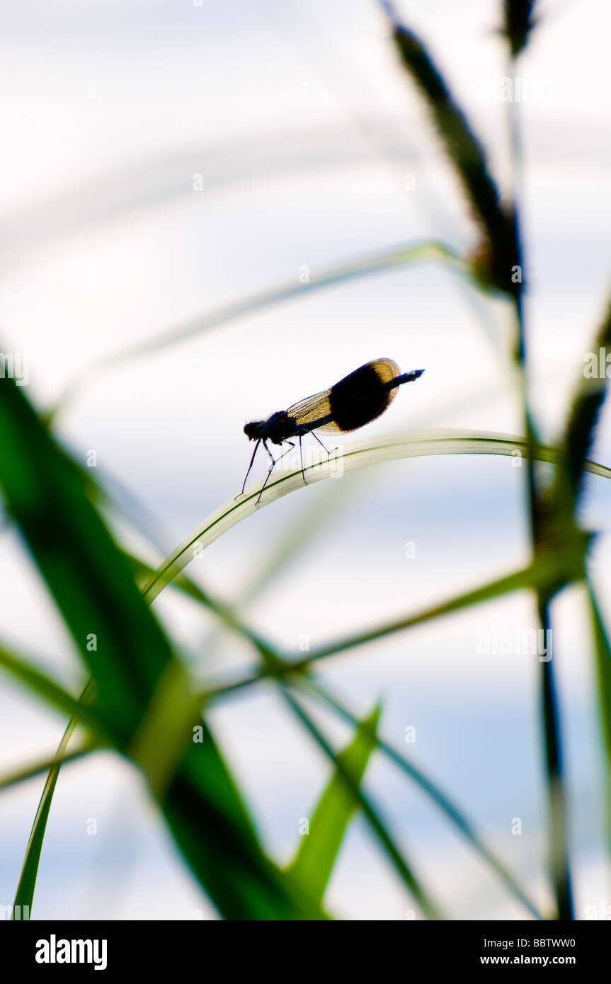 Demoiselle / Agrion Damselfly, macho (Calopteryx splendens / Agrion splendens) Kent, Reino Unido, junio. Foto de stock