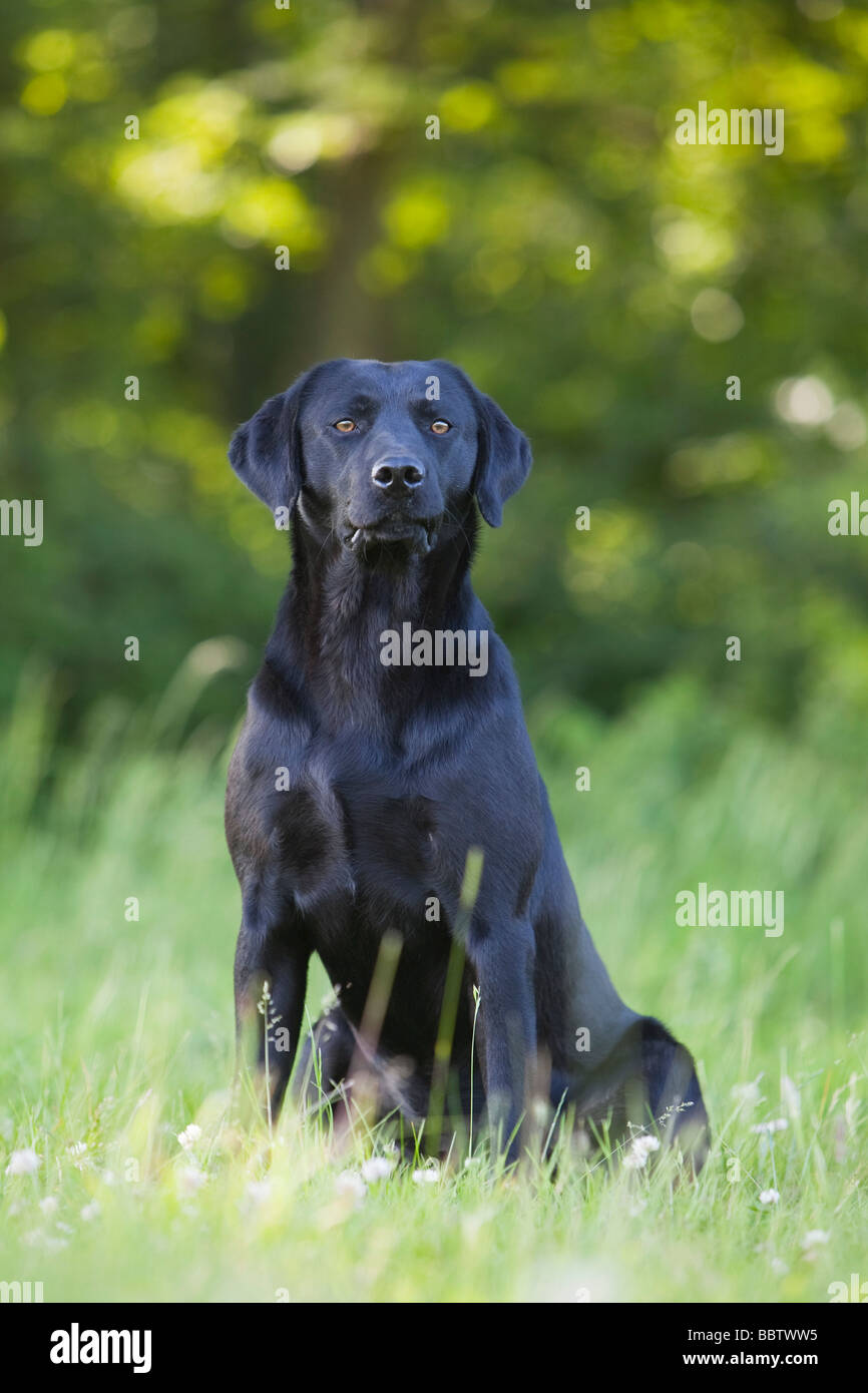 Labrador Retriever negro perro de trabajo Foto de stock