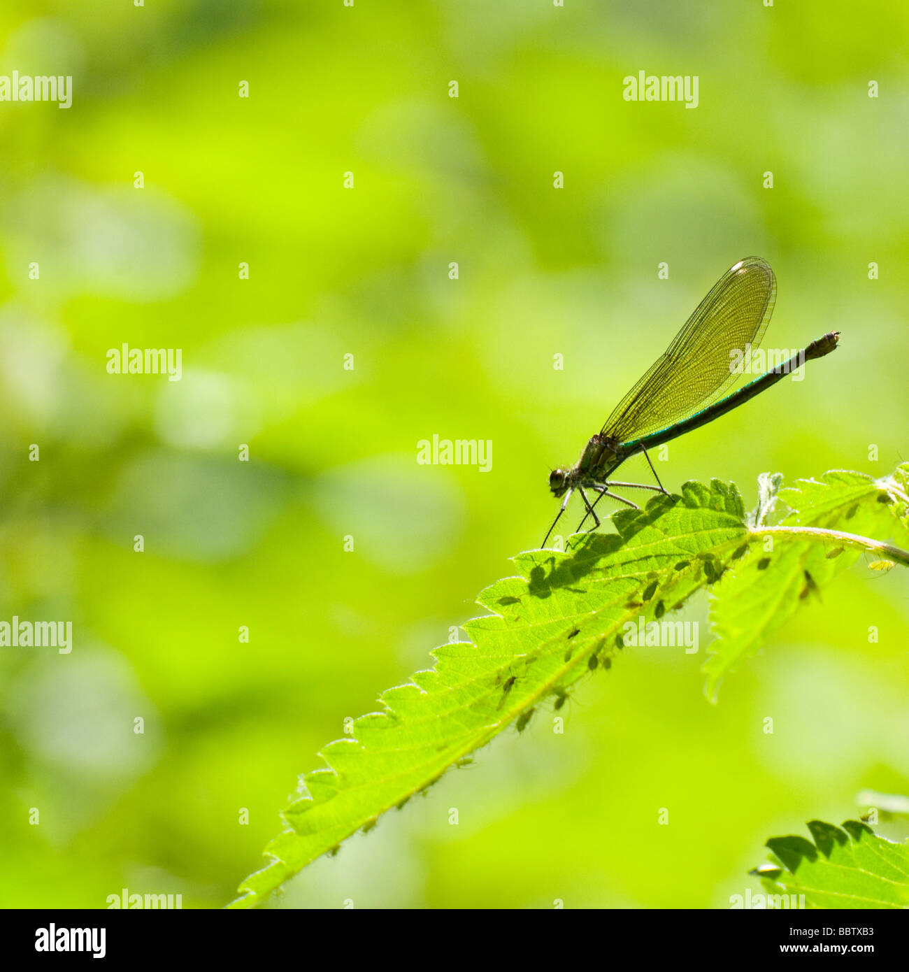 Demoiselle / Agrion Damselfly, mujer (Calopteryx splendens / Agrion splendens) Kent, Reino Unido, junio. Foto de stock