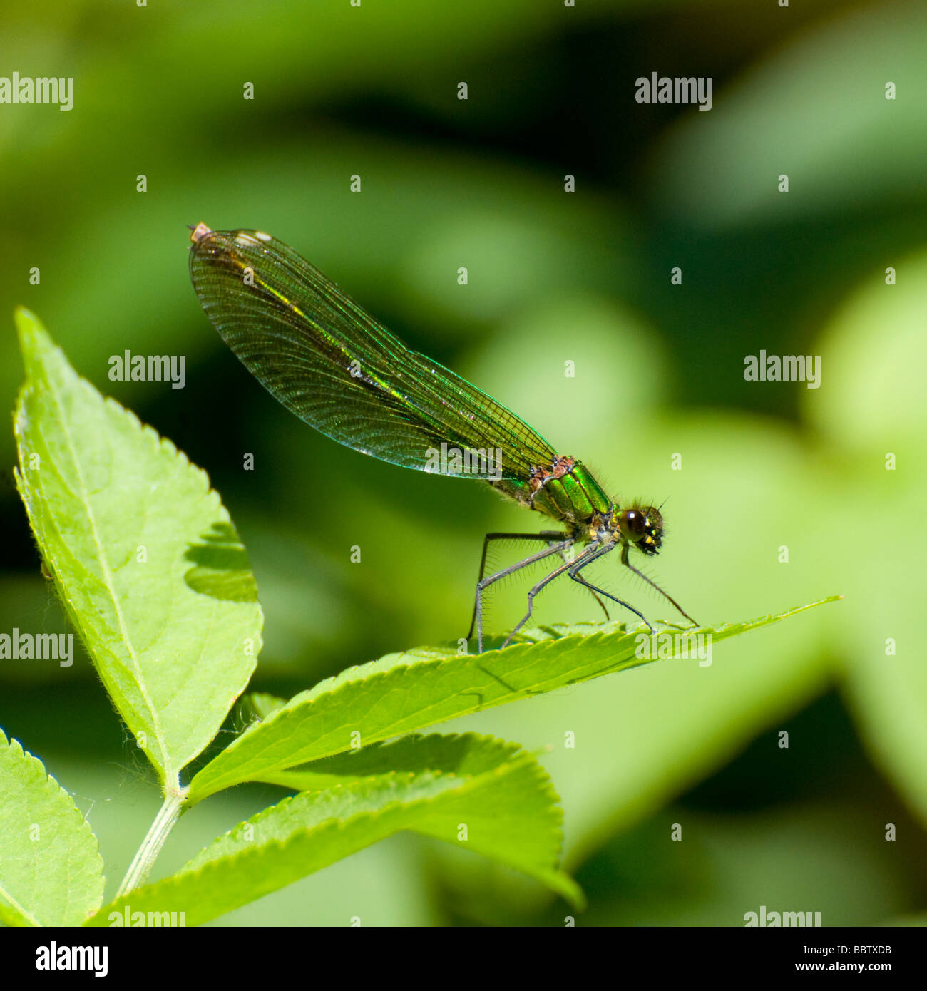 Demoiselle / Agrion Damselfly, mujer (Calopteryx splendens / Agrion splendens) Kent, Reino Unido, junio. Foto de stock