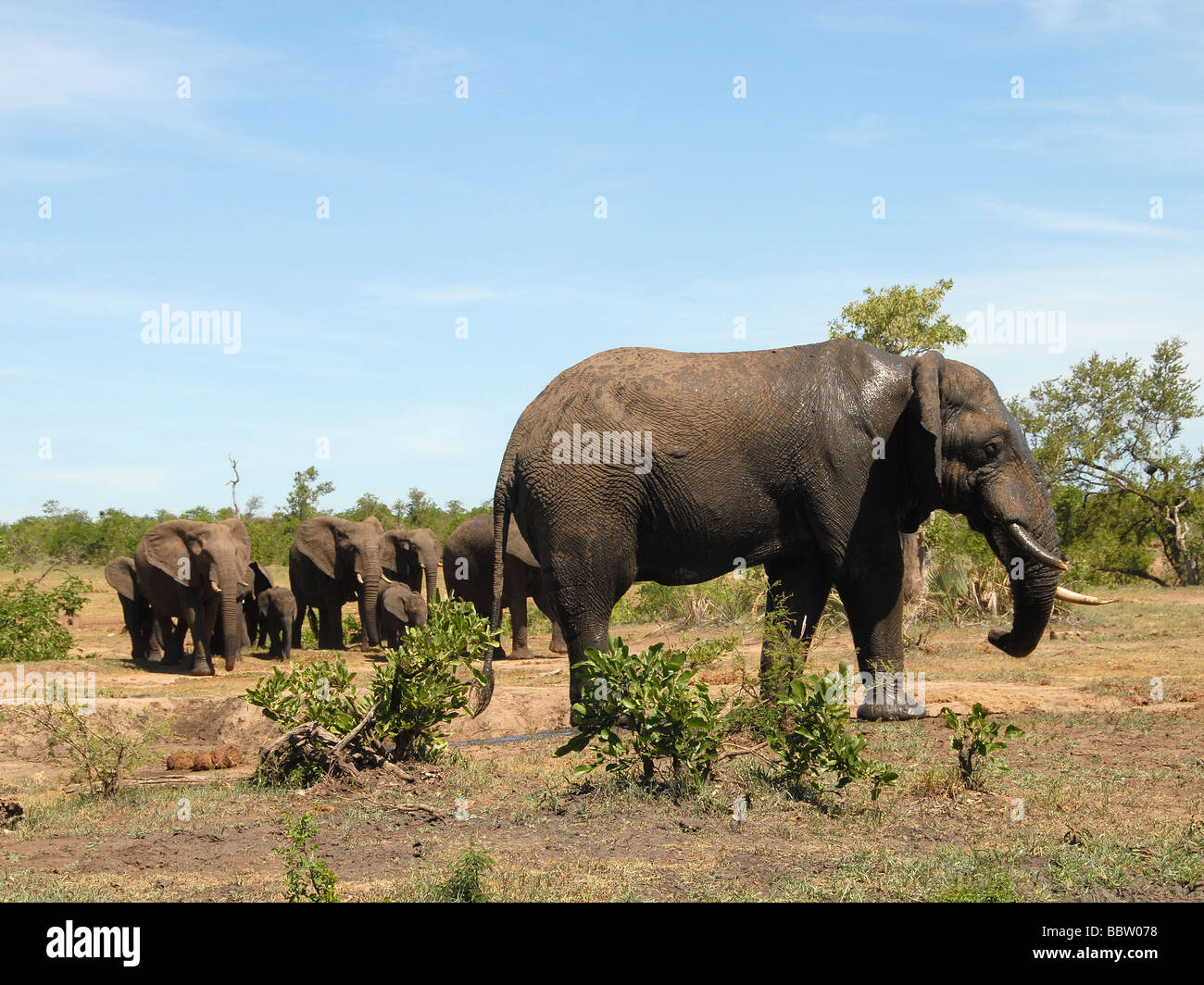 Es un asunto de familia, elefantes en movimiento... Foto de stock