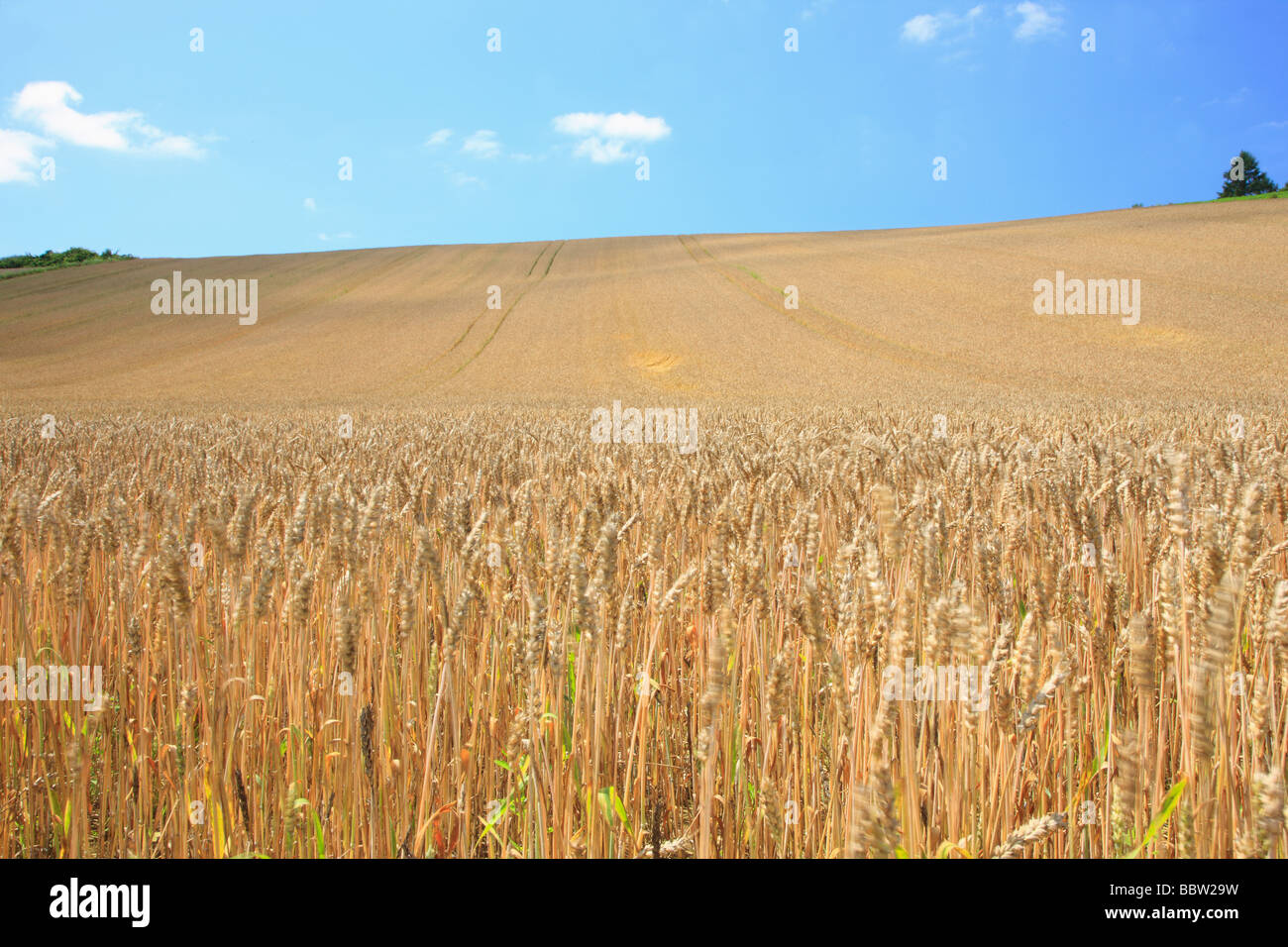 Los cultivos de trigo creciendo en un campo Foto de stock