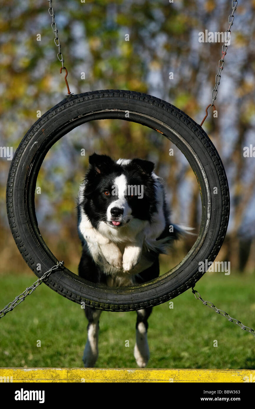 Border Collie saltar a través de un neumático en una agilidad curso Foto de stock