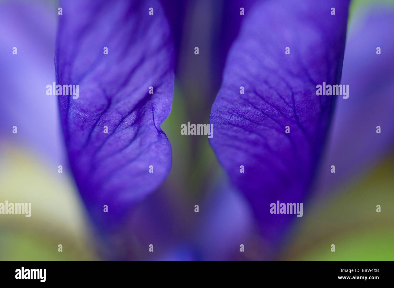 Los pétalos de la flor púrpura Iris cerrar Foto de stock
