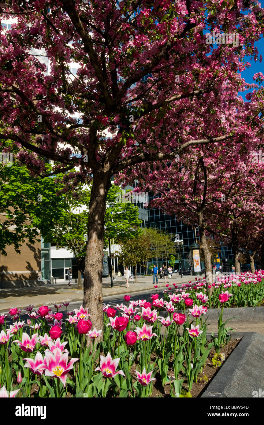 MCGill Avenue, en la primavera, en el centro de Montreal, Canadá Foto de stock