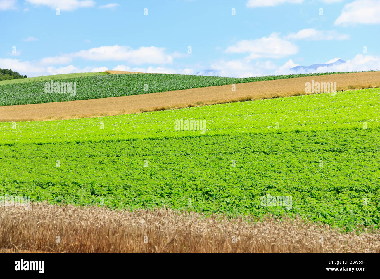 Las plantas verdes y cultivos de trigo en un campo Foto de stock