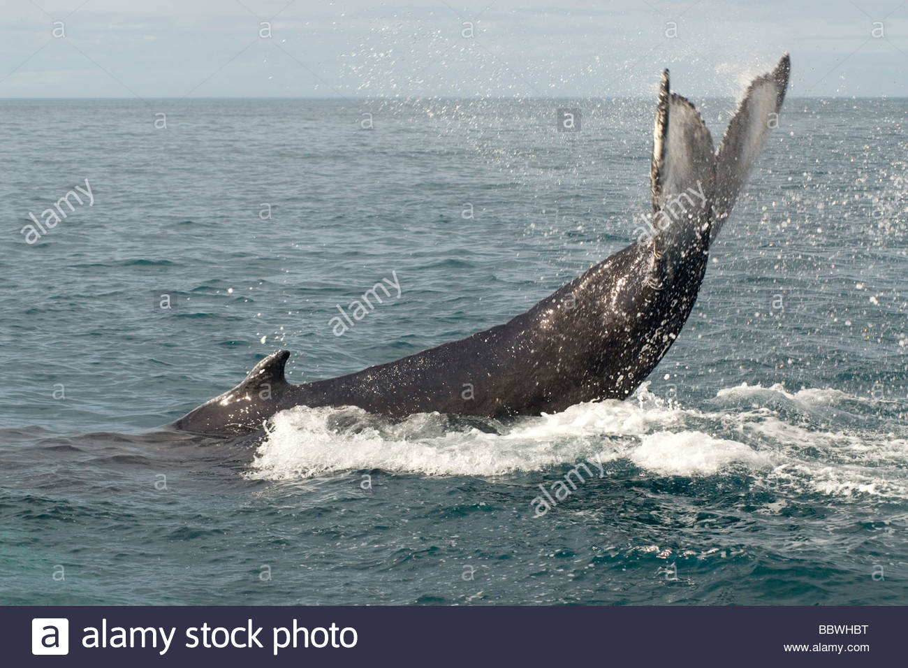 Ballena, Husavik, Islandia, Europa Foto de stock