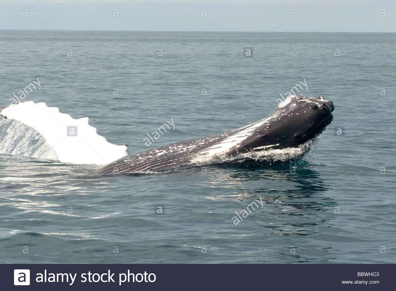 Ballena, Husavik, Islandia, Europa Foto de stock