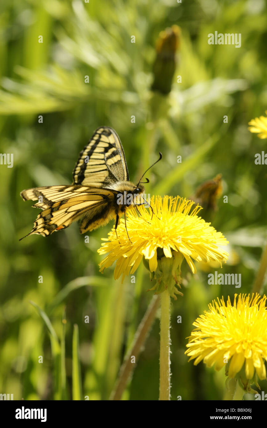 Butterfly (Papilio machaon Papilio canadensis) Foto de stock