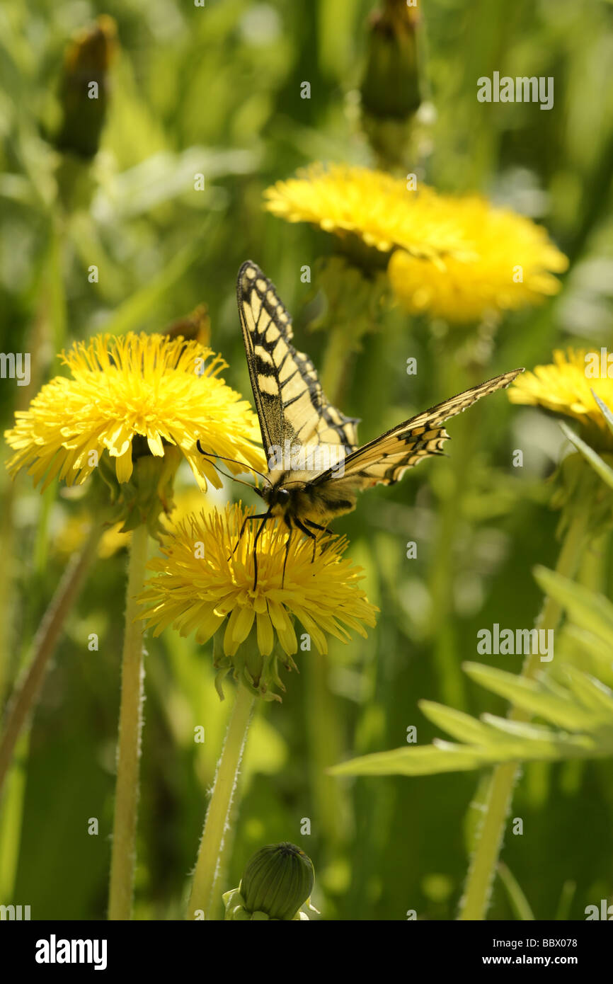 Butterfly (Papilio machaon Papilio canadensis) Foto de stock