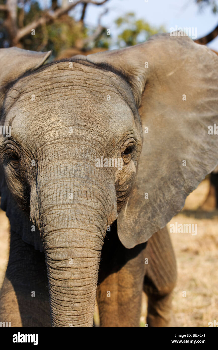 Elefante Africano Loxodonta africana joven ternero jugar cargando Sudáfrica Dist el África Subsahariana Foto de stock