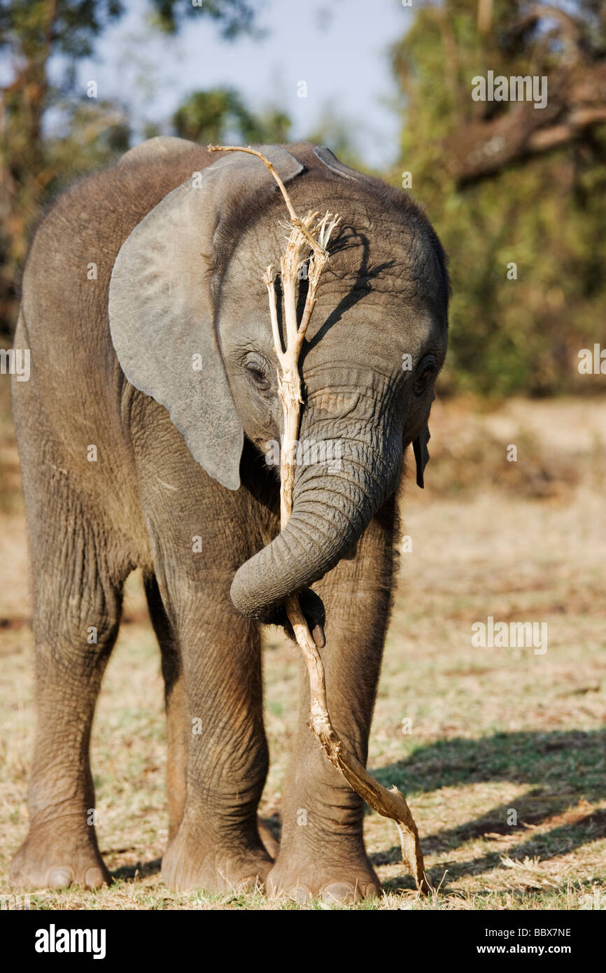 Elefante Africano Loxodonta africana joven ternero jugando con la rama de árbol Sudáfrica Dist el África Subsahariana Foto de stock