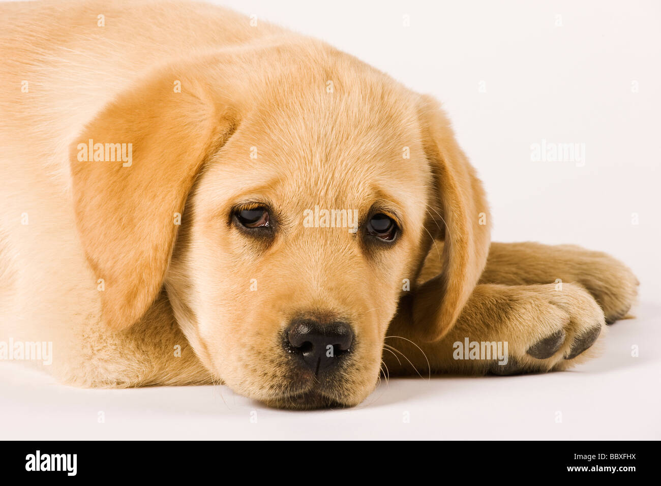 Golden Labrador Retriever cachorro Canis familiaris close up retrato de Labrador perros de trabajo populares Foto de stock