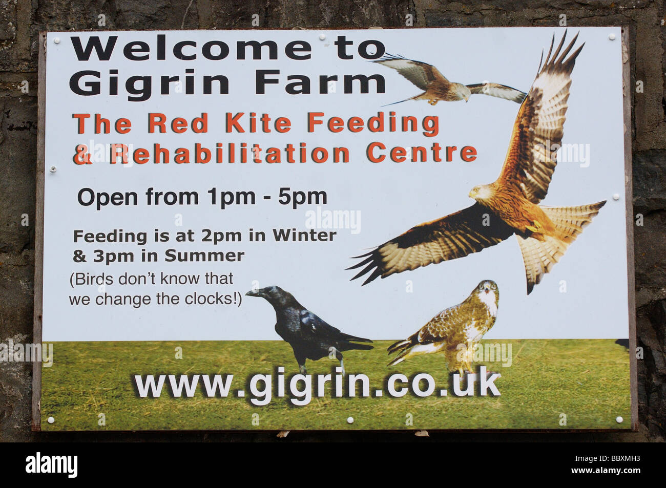 Red Kite Milvus milvus firmar para alimentar la estación fotografiado en Gales Foto de stock