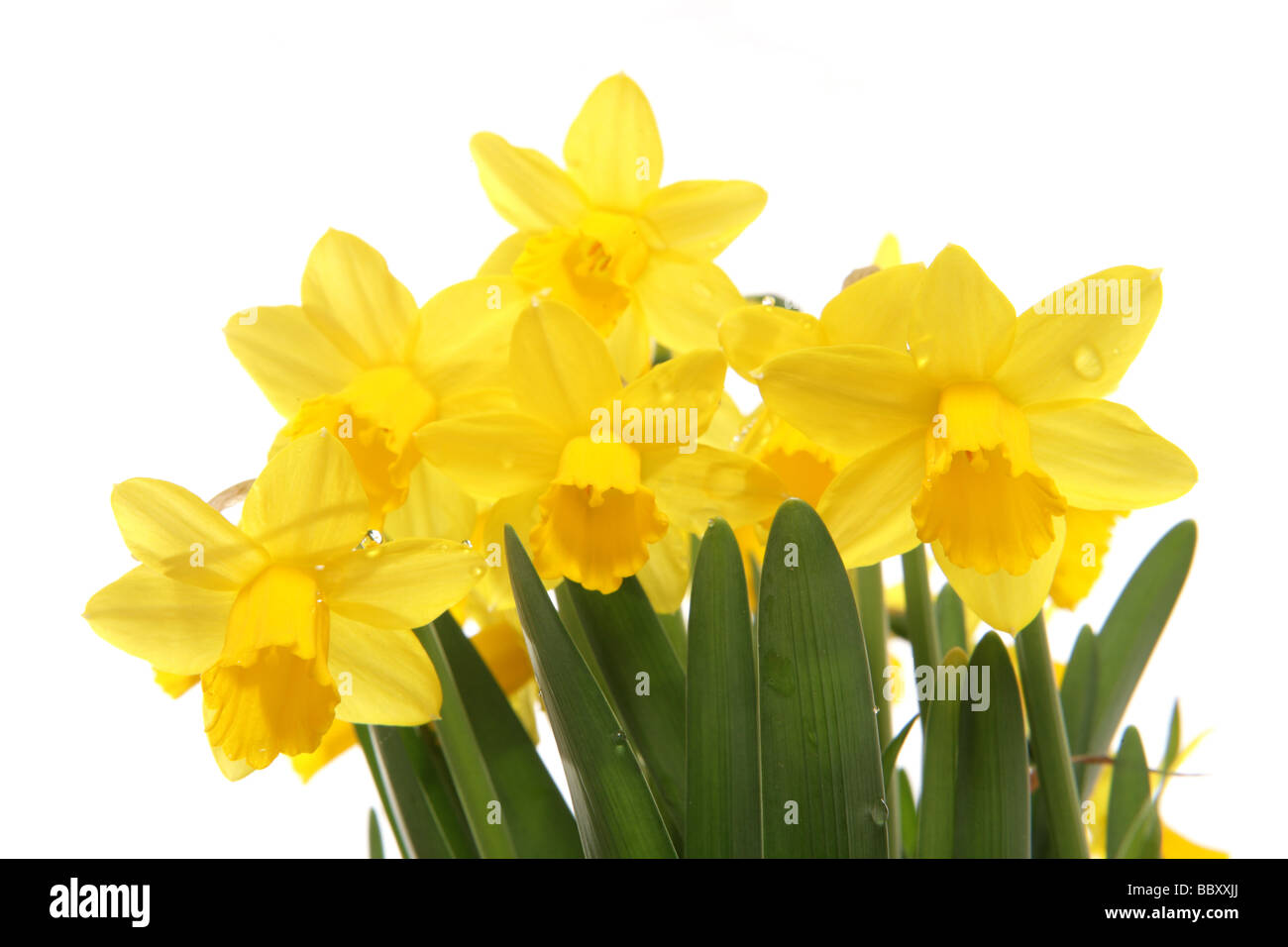 Narcisos en primavera un studio Foto de stock