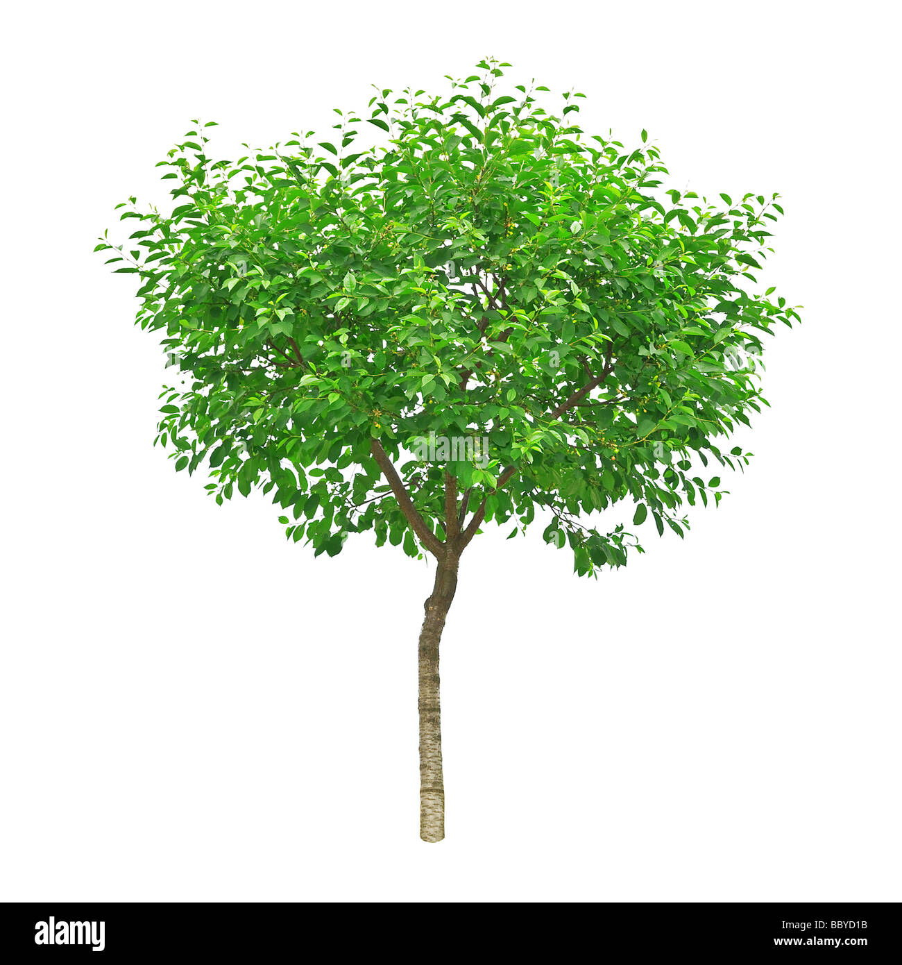 Pequeño árbol artificial en un recipiente aislado en fondo blanco. Imagen  conceptual para el diseño de interiores y decoración de hogar y oficina  Fotografía de stock - Alamy