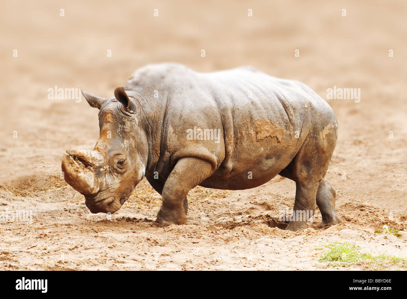 Rinoceronte closeup sobre arena. Foto de stock