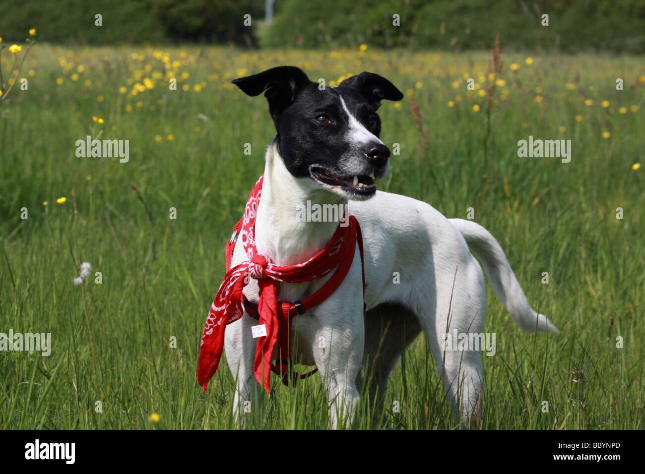 Thoroughbred, mezcla de razas, de perro Foto de stock