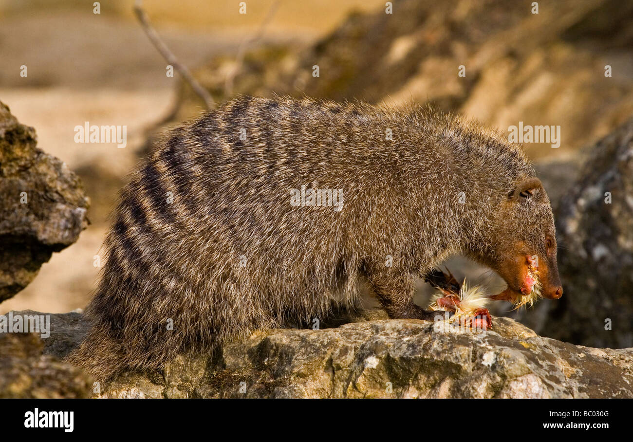 La mangosta anillados Mungos mungo es una mangosta que comúnmente se encuentran en las partes