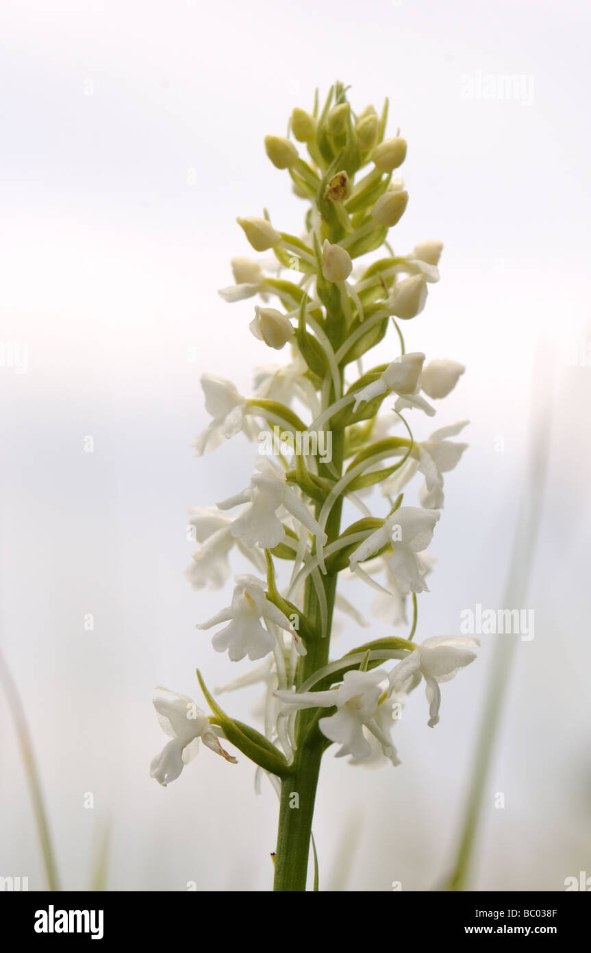 Blanco común de orquídeas fragantes Foto de stock
