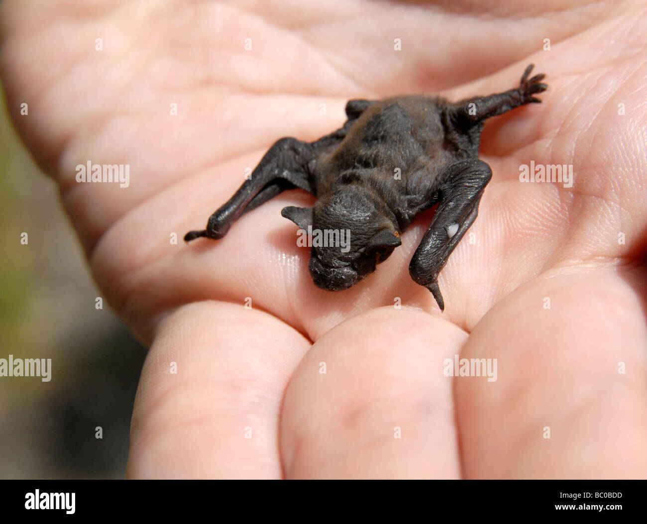 Un murciélago pipistrelle (común), de aproximadamente una semana de edad, en una mano Foto de stock