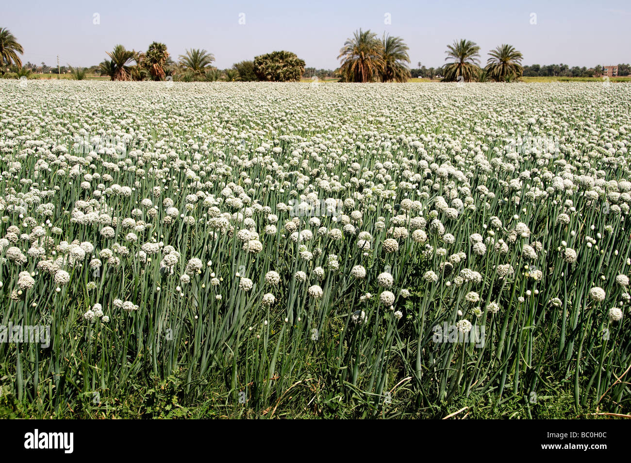 Río Nilo Egipto Granja agricultura campesina flores del campo Foto de stock