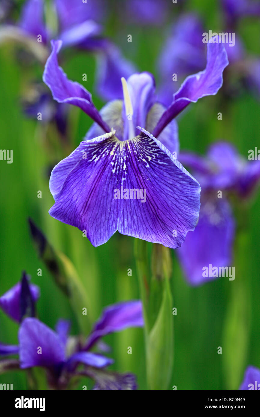 Close-up de púrpura Iris Fotografía de stock - Alamy