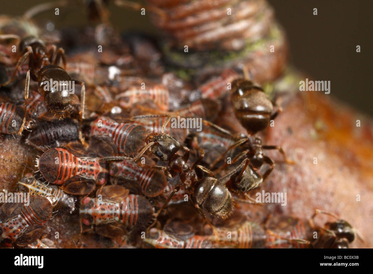 La hormiga negra de jardín (Lasius niger) ordeño psílidos (Perales sucker, perales, psï¿½ido Cacopsylla pyri). Foto de stock