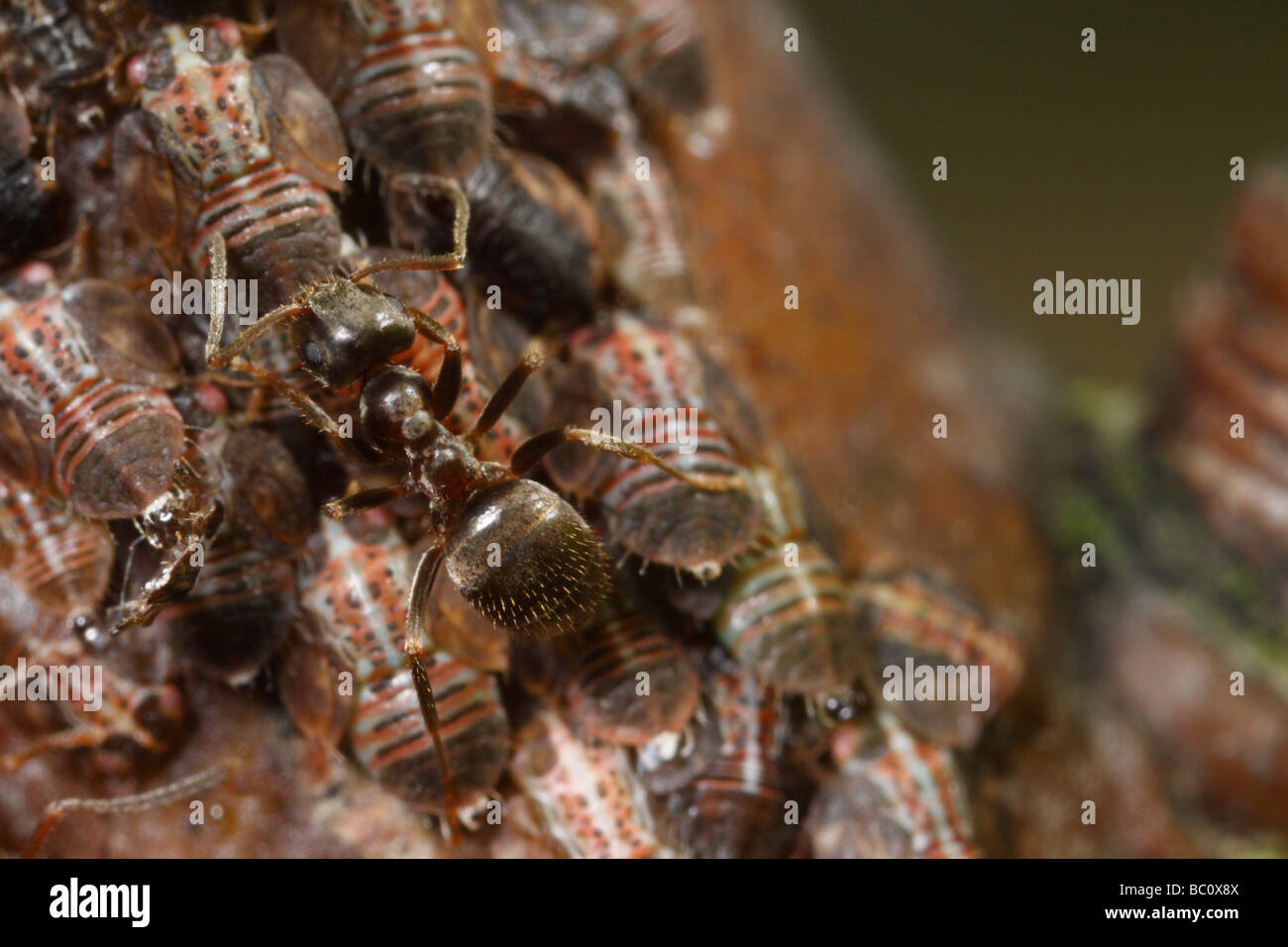 La hormiga negra de jardín (Lasius niger) ordeño psílidos (Perales sucker, perales, psï¿½ido Cacopsylla pyri). Foto de stock