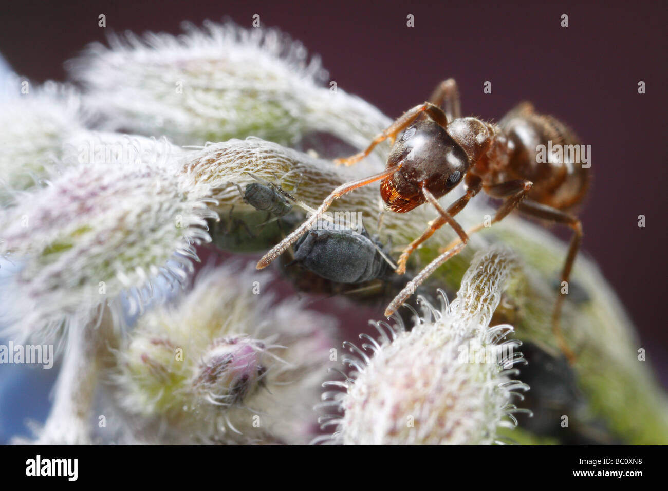 Lasius niger, la hormiga negra de jardín, y los áfidos (Aphis fabae). La flor es una borraja flor o estrella. Foto de stock