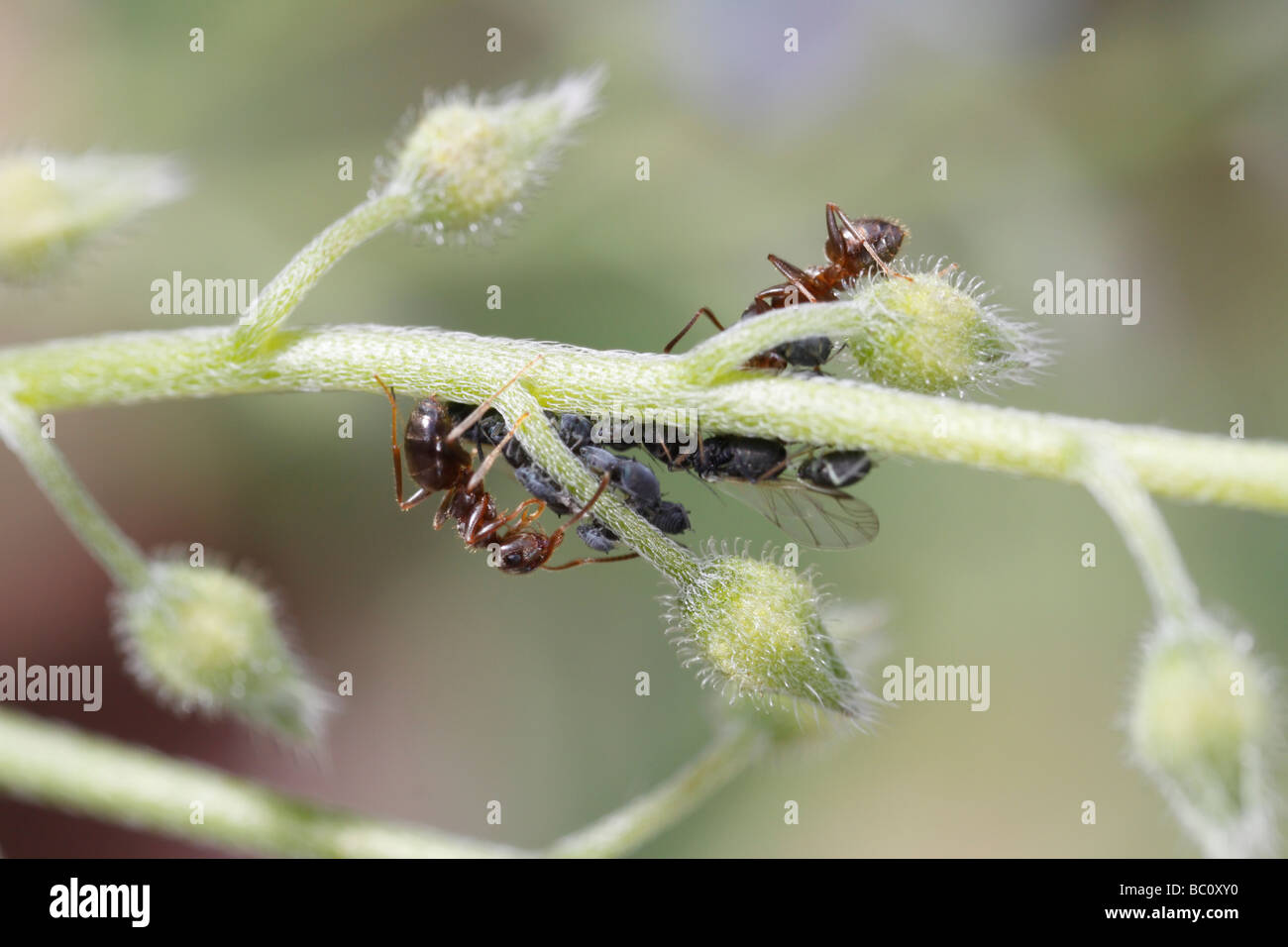 Lasius niger, la hormiga negra de jardín, y los áfidos (aphis fa). La hormiga es ordeñar los áfidos. La flor es un no me olvido Foto de stock