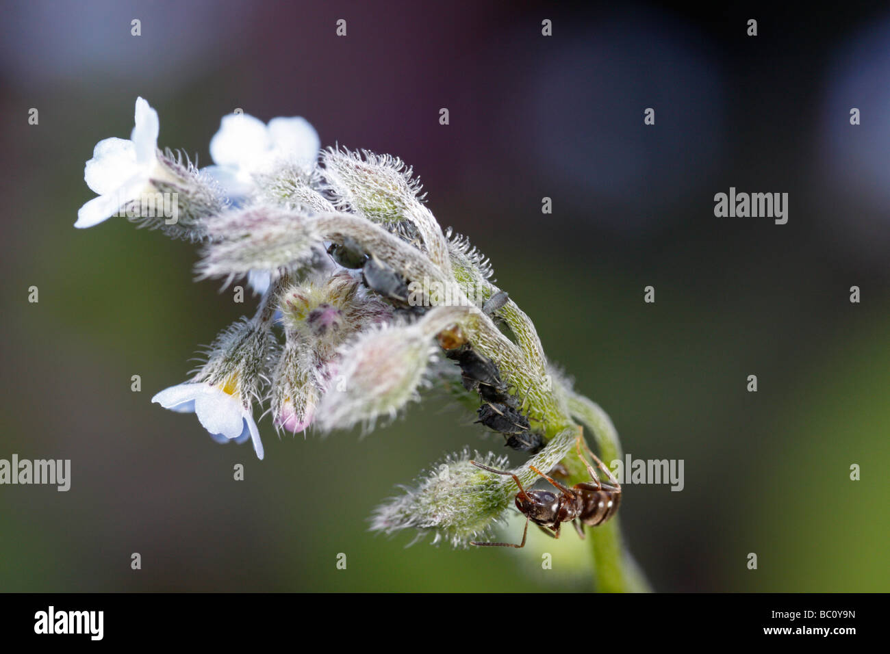 Lasius niger, la hormiga negra de jardín, y los áfidos, en Forget-me-not Myosotis (flores). Foto de stock