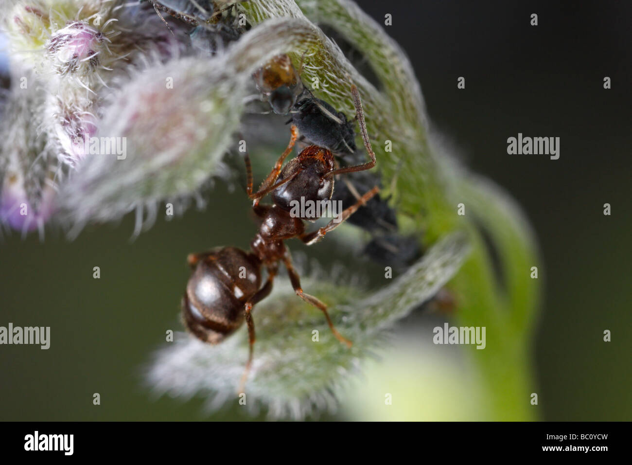 Lasius niger, la hormiga negra de jardín, y los áfidos. La hormiga es ordeñar los áfidos. La flor es una borraja flor o estrella. Foto de stock