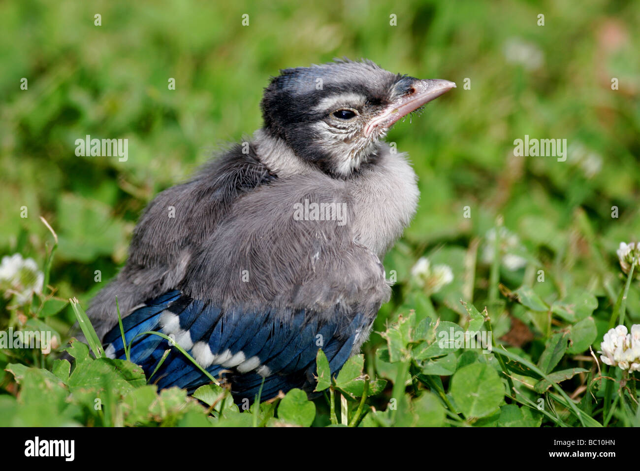Baby Blue Jay primer día fuera del nido. Foto de stock