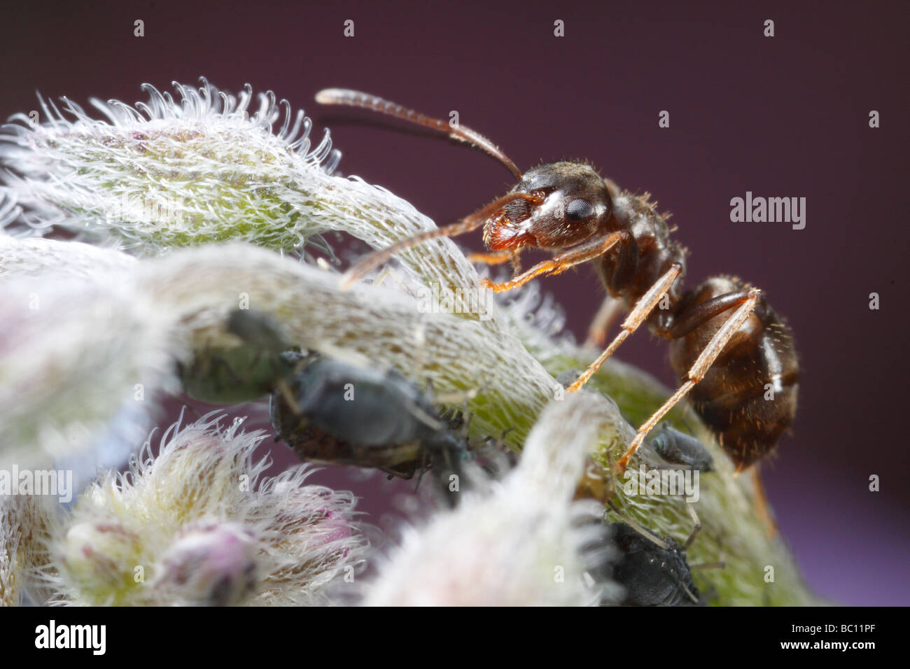 Lasius niger, la hormiga negra de jardín, y los áfidos (Aphis fabae). La flor es una borraja flor o estrella. Foto de stock