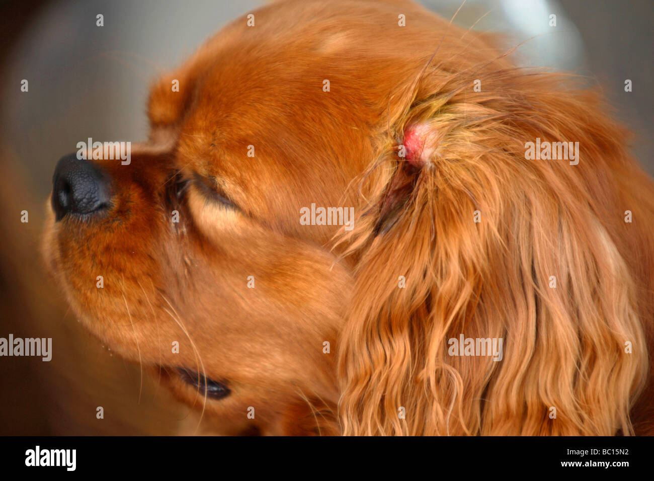 Cavalier King Charles Spaniel ruby picadura de garrapata infectada en el oído Foto de stock