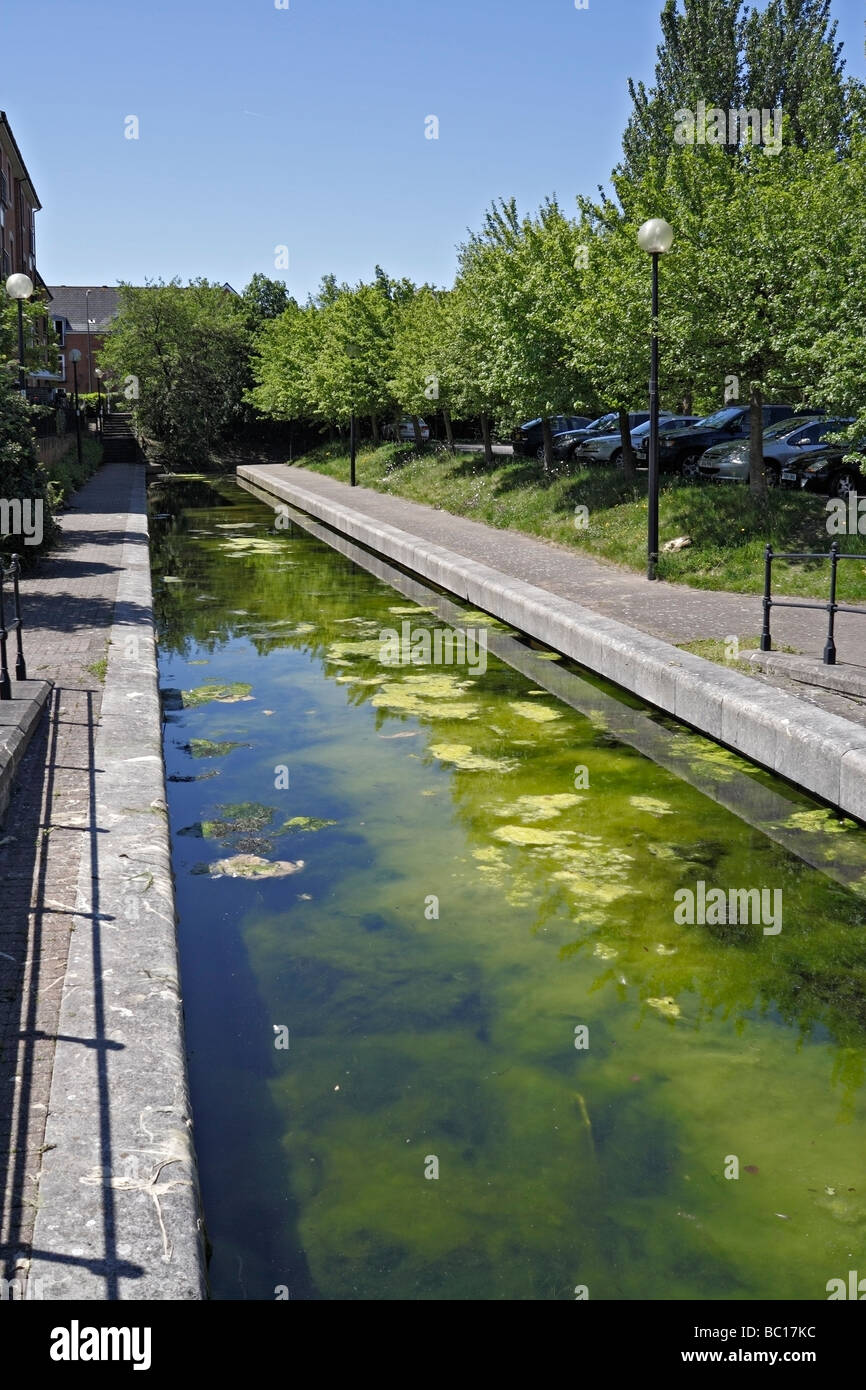 Muelles de Cardiff flujo alimentador mostrando crecimiento exagerado de algas Foto de stock