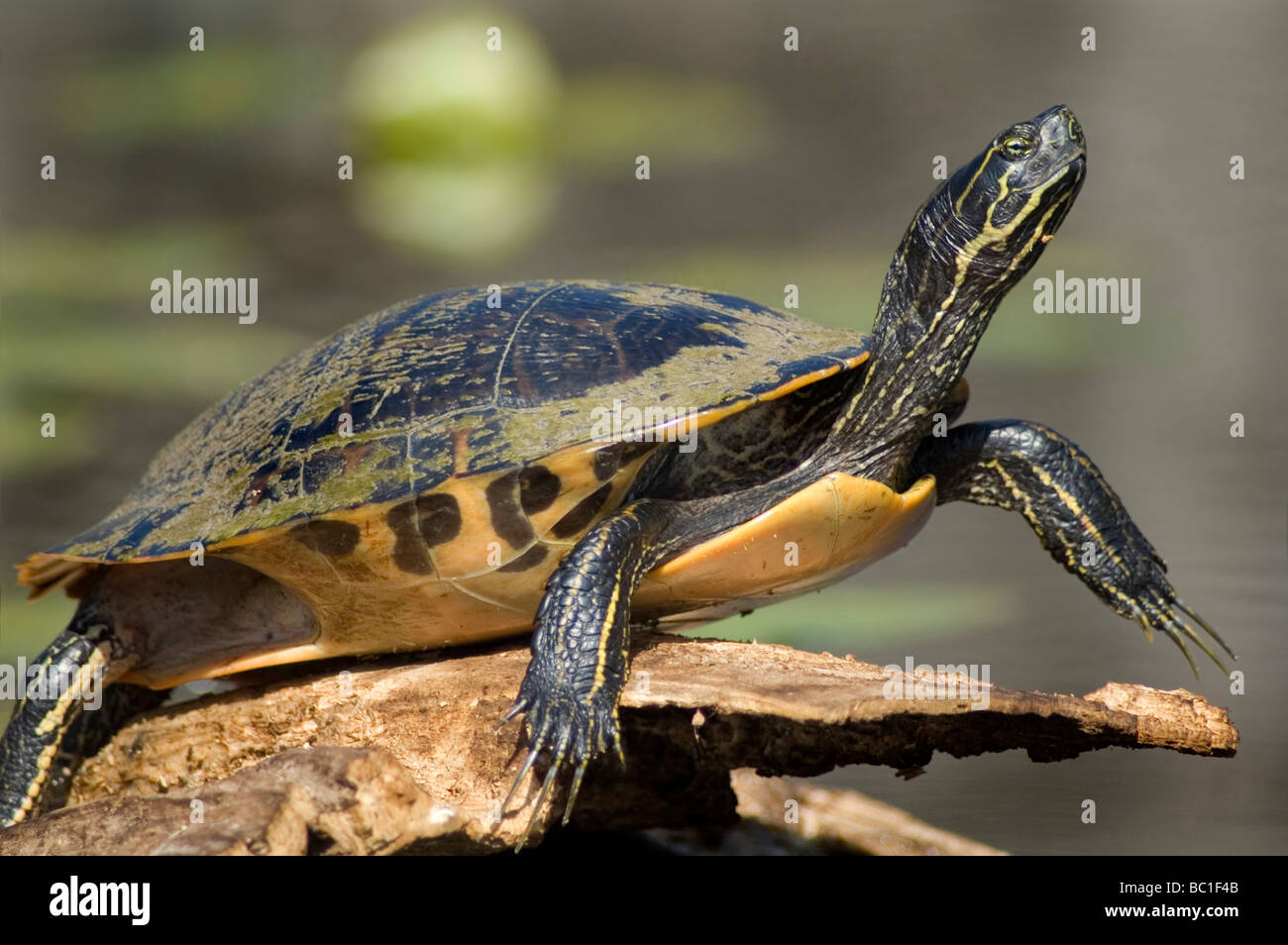 Las tortugas asoleándose en log - estanque slider Foto de stock