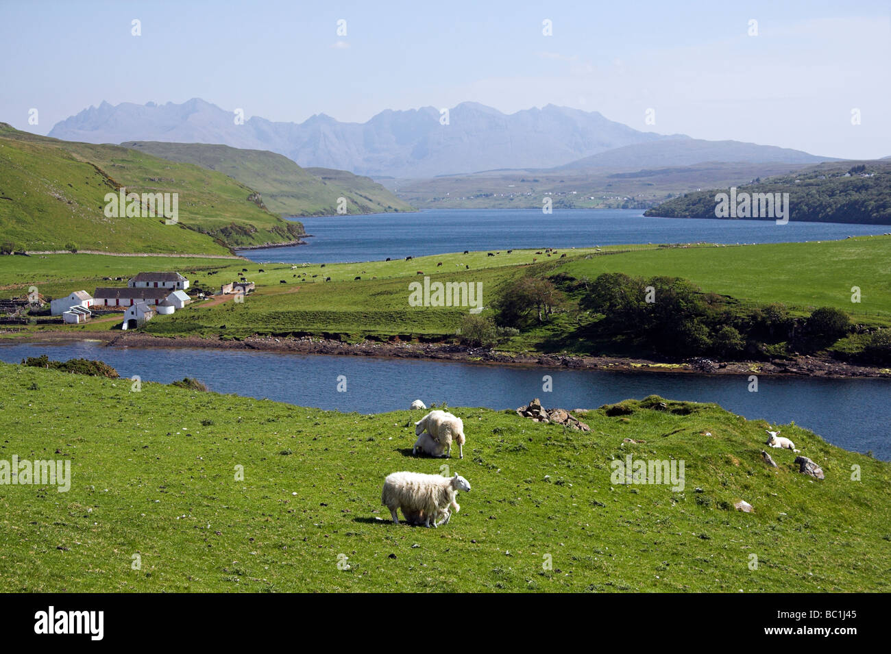 Ovejas pastando, Loch Harport, Cuillin Hills, Isla de Skye, Inner Hebrides, Costa Oeste de Escocia, Reino Unido Foto de stock