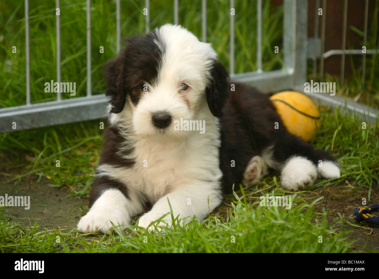 Lola 8 semanas viejo pastor ingles  Old english sheepdog, Dog cat, Sheepdog