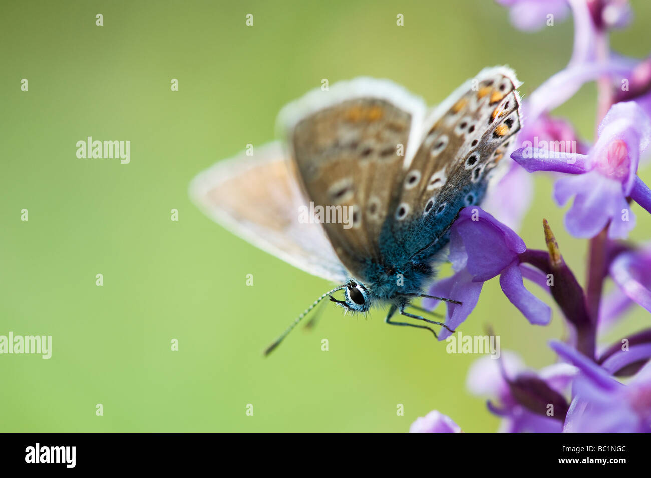 Polommatus icarus. Mariposa Azul común sobre un fragante orquídea en la campiña inglesa Foto de stock